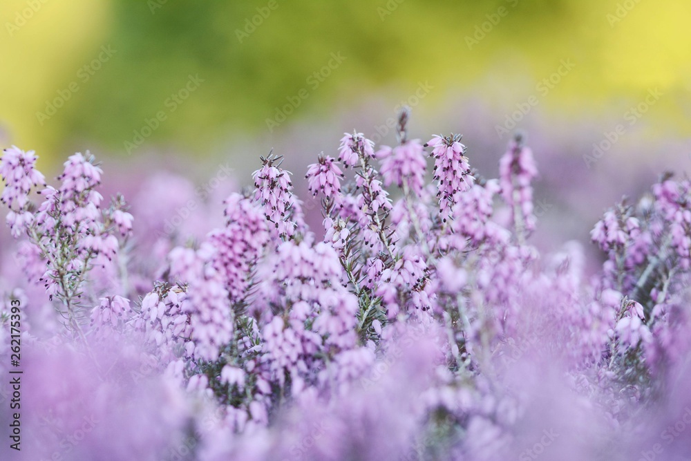 Pink flowers in meadow. Soft focus, foreground, background blur. Bokeh and green sun shined background