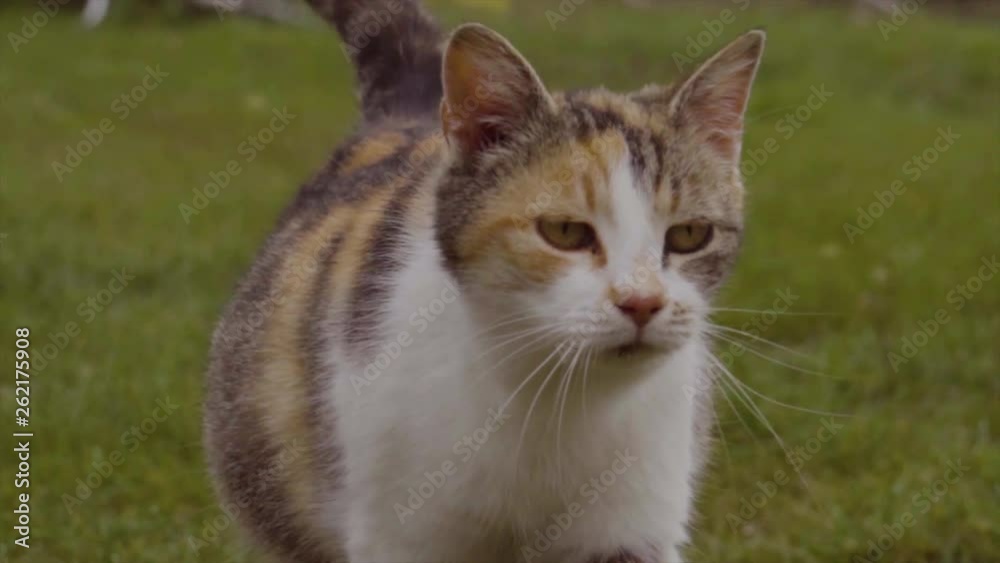 Pregnant cat walks in water drop grass in the garden in the morning. Pregnant cat walks in water drop grass in the garden in the morning.