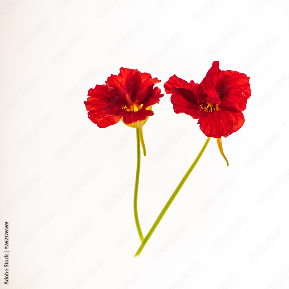 flower isolated on the white background