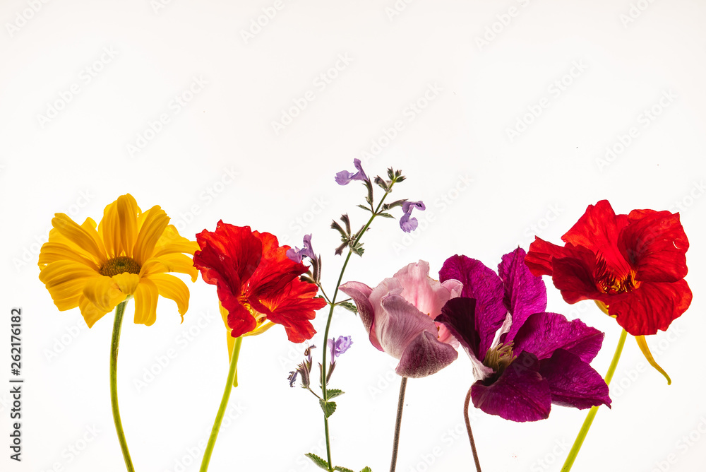 Obraz premium flower isolated on the white background