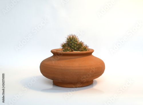 Cactus and Succulents in handmade pots