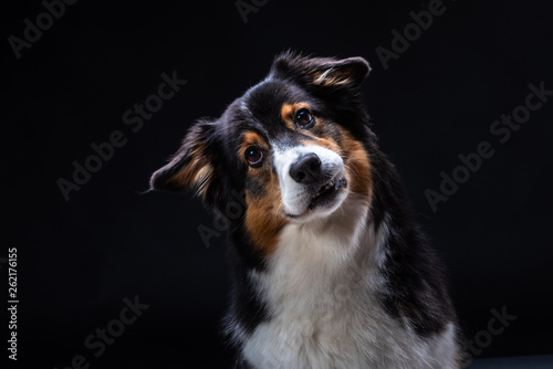 islay ist eine Australien Shepherd Hündin. Züchter Red-Sunset-Aussies Miriam Kursch
