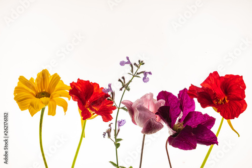 flower isolated on the white background