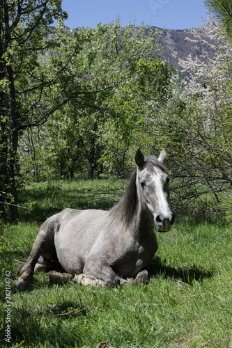 Fototapeta Naklejka Na Ścianę i Meble -  Beautiful gray horse lies in a clearing among green trees, spring time