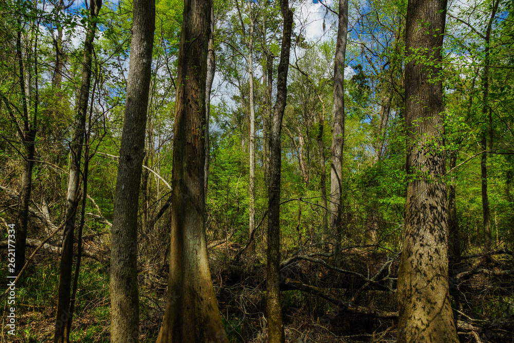 Floodplain Forest in Congaree National Park in South Carolina, United States Floodplain Forest in Congaree National Park in South Carolina, United States