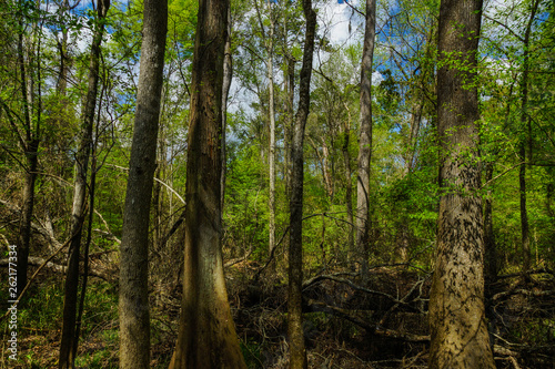 Floodplain Forest in Congaree National Park in South Carolina, United States