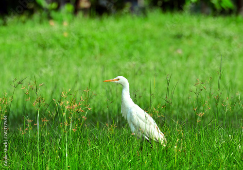 Cattle Egret walking on the meadow