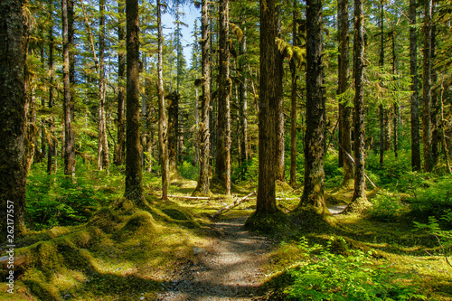Fototapeta Naklejka Na Ścianę i Meble -  The Forest Loop Trail in the Bartlett Cove area of Glacier Bay National Park in Alaska, United States