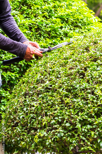 Gardener hands hold scissors and pruning bushes with expertise in cozy home garden on summer. 
