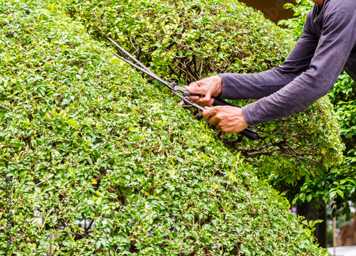 Gardener hands hold scissors and pruning bushes with expertise in cozy home garden on summer. 