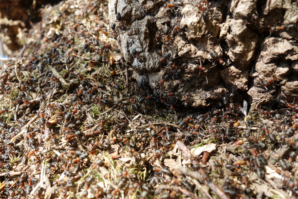 The life of ants in an ant The life of ants in an ant