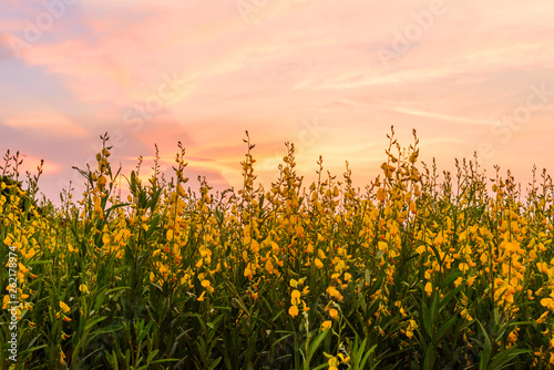 sunhemp field / Crotalaria juncea in sunset time