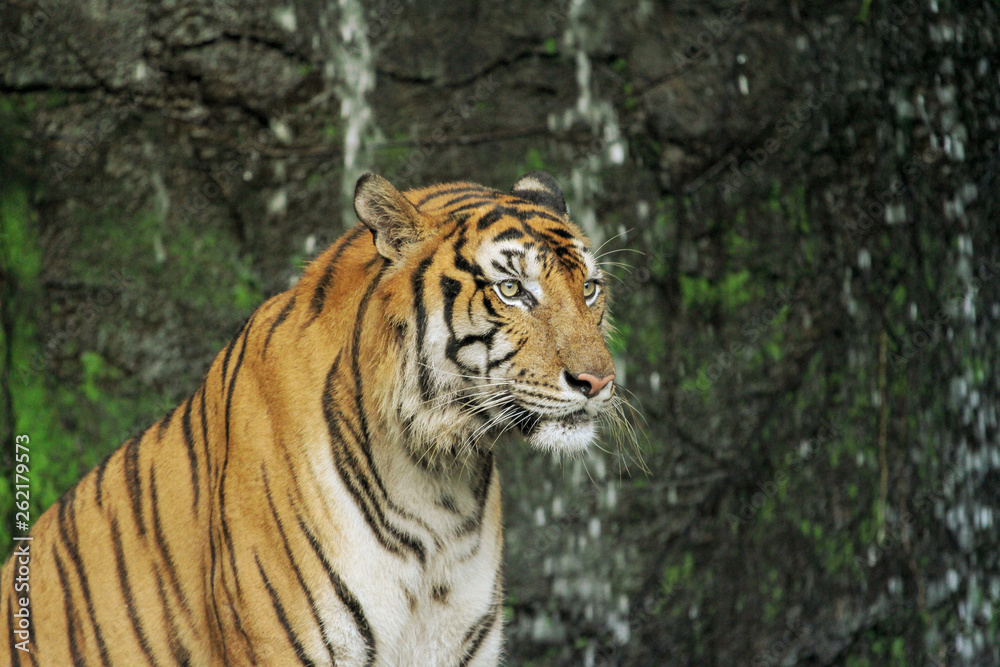 tiger sit down in front of waterfall tiger sit down in front of waterfall