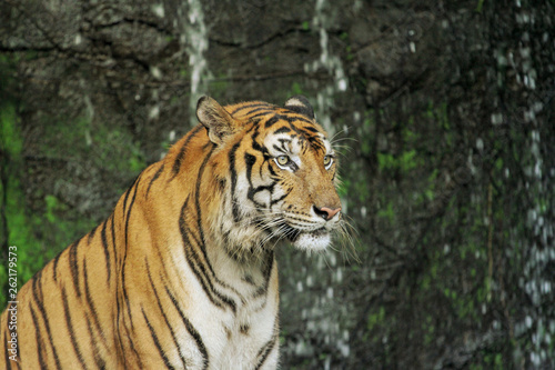 tiger sit down in front of waterfall
