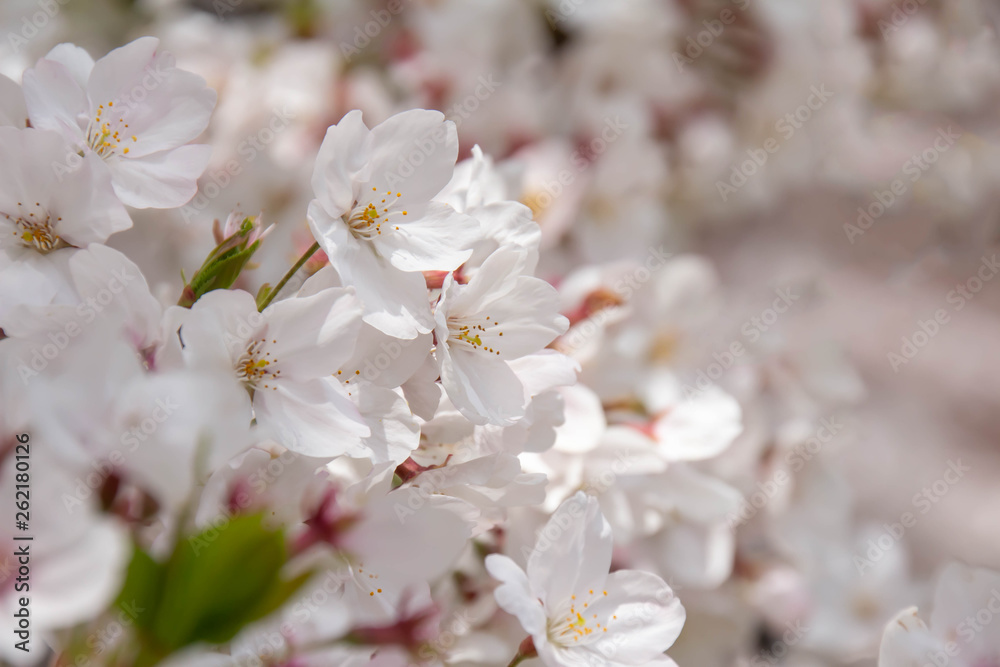一面の満開の桜
