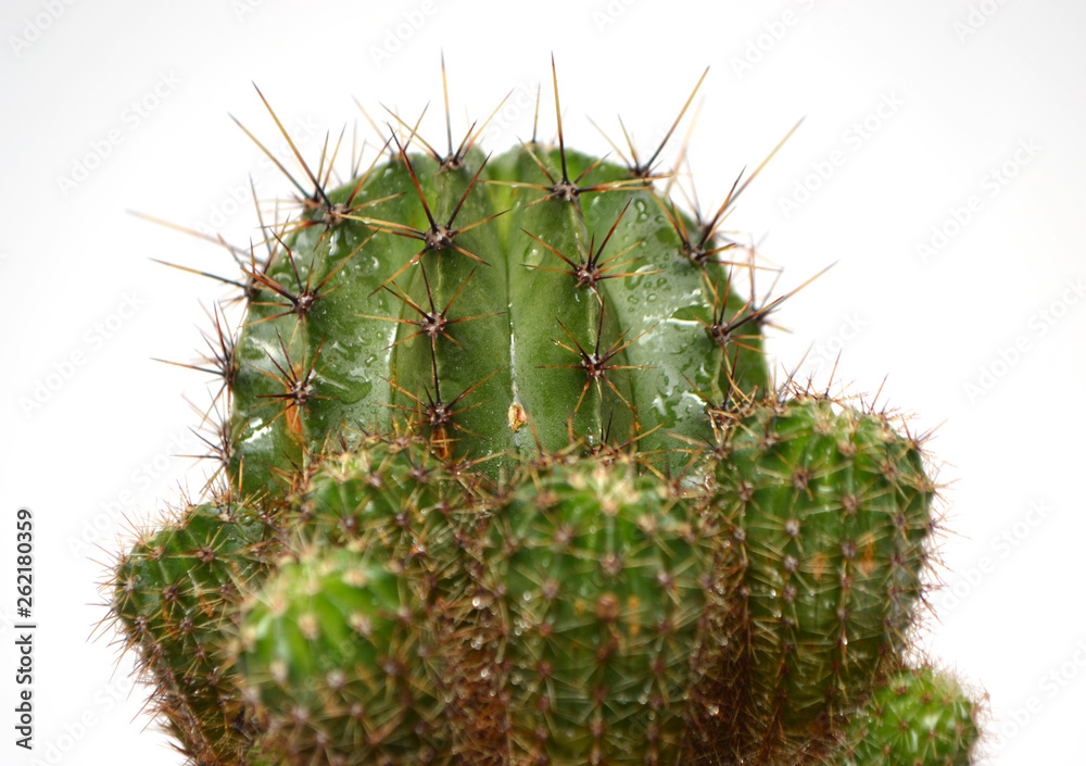 Cactus and Succulents in handmade pots Cactus and Succulents in handmade pots