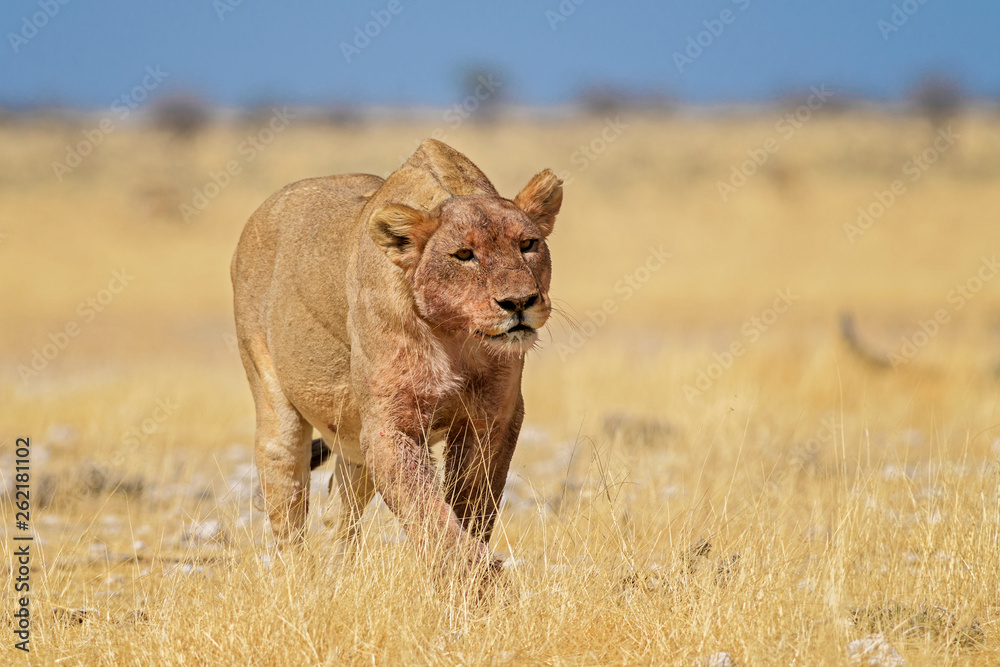 Fototapeta premium Lion - Panthera leo, iconic animal from African savannas, Etosha national park, Namibia.