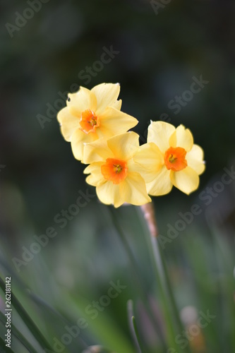Fototapeta Naklejka Na Ścianę i Meble -  Strauß-Narzisse (Narcissus tazetta)