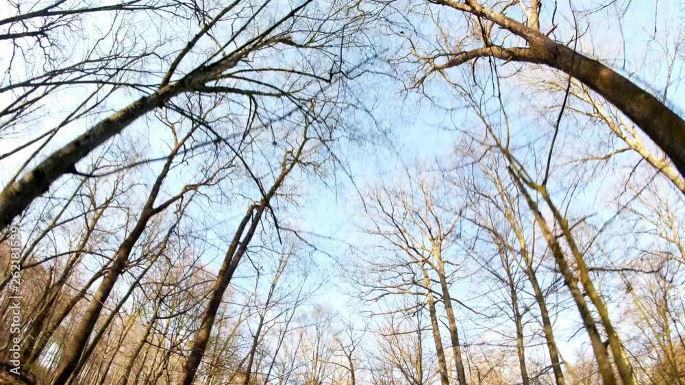 Spring forest sunny day Spring forest sunny day