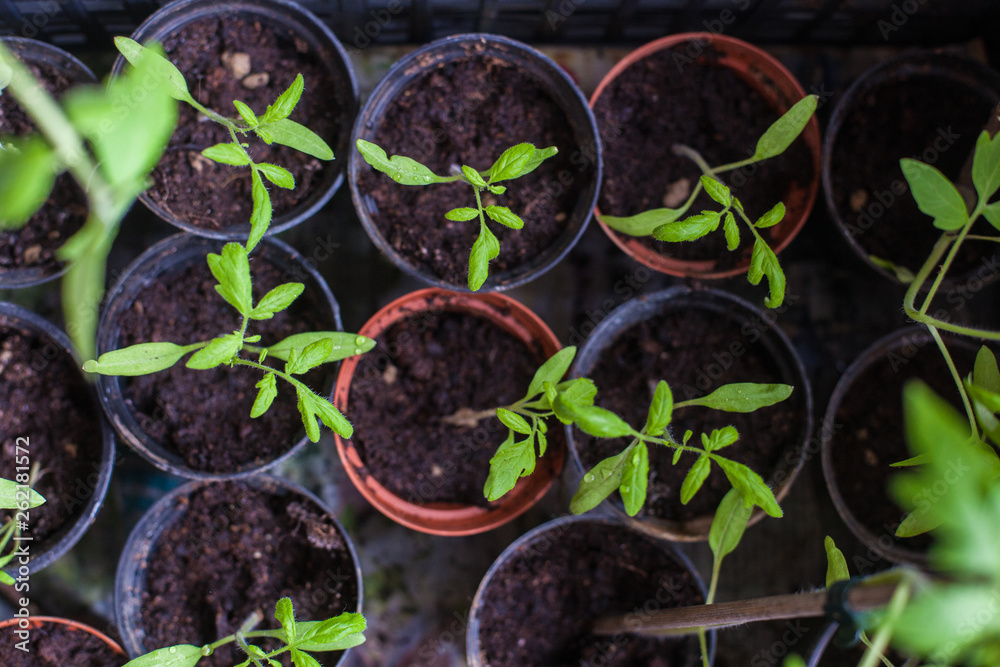 Seedlings of tomatoes Seedlings of tomatoes