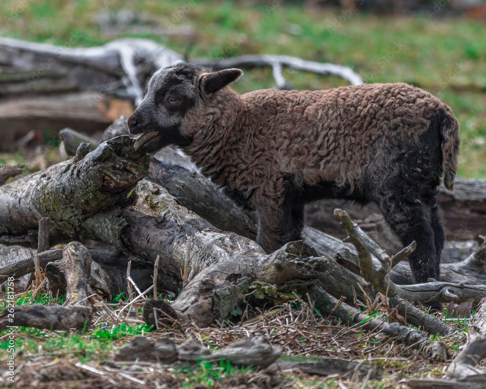 lambs lambs