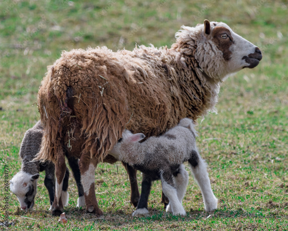 sheep family