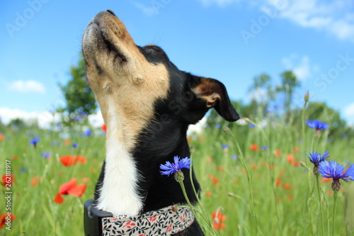 Piękny pies na łące pełnej kwiatów, patrzy w stronę nieba
