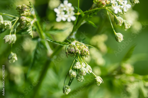 Cow Parsley Flowers Buds in Springtime