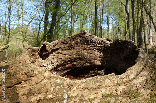 Canvas Print Fallen hollow tree