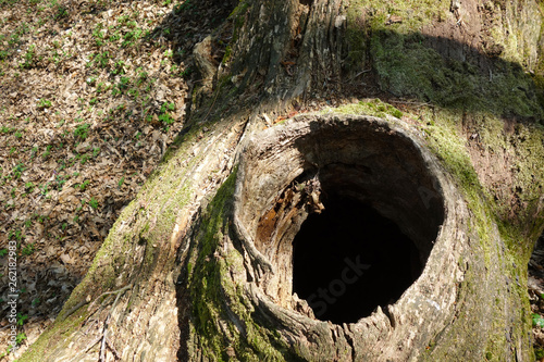 Cuadro en lienzo Fallen hollow tree