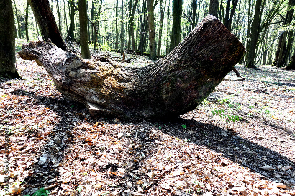 Fototapeta premium Fallen old tree in untouched forest