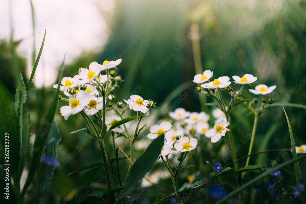 Wild strawberry blooms in the garden on earth, a blooming useful berry, fruit, background. Chamomile on a green summer meadow. Wild strawberry blooms in the garden on earth, a blooming useful berry, fruit, background. Chamomile on a green summer meadow.