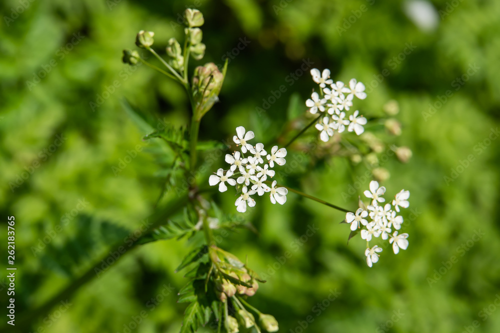 Cow Parsley Flowers in Bloom in Springtime Cow Parsley Flowers in Bloom in Springtime