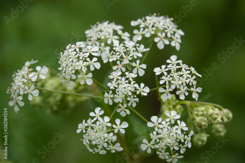 Cow Parsley Flowers in Bloom in Springtime