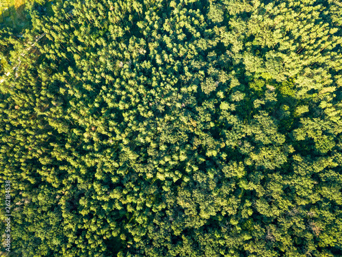 Green plantings of trees on a summer day. Aerial view from a drone deciduous forest. Ecological concept