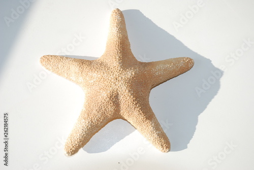 Etoile de mer sur fond blanc