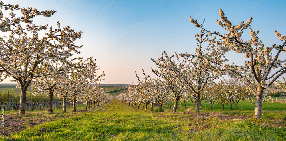 Cherry orchard in spring