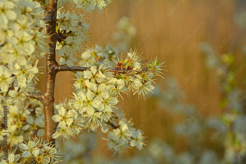 Blooming spring flowers Blooming spring flowers