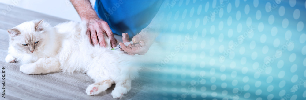 Veterinarian giving an injection to a sacred cat of burma. panoramic banner Veterinarian giving an injection to a sacred cat of burma. panoramic banner