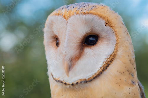 Fototapeta Naklejka Na Ścianę i Meble -  Portrait of white owl