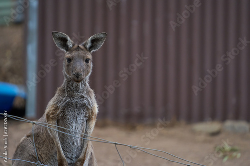 The beautiful Australian animals that are being taken care of by the volunteers of Humbug Scrub Wildlife Sanctuary photo