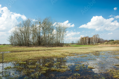 Water in the meadow, group of trees and white clouds on a sky