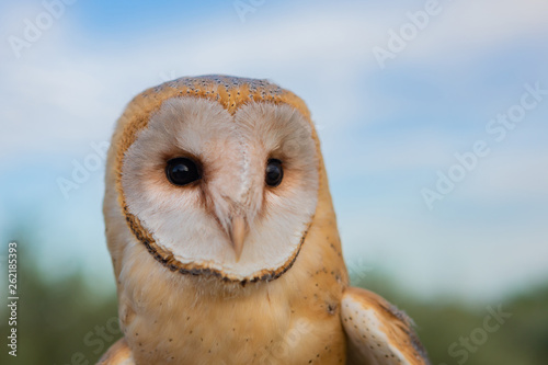 Portrait of white owl © Gelpi
