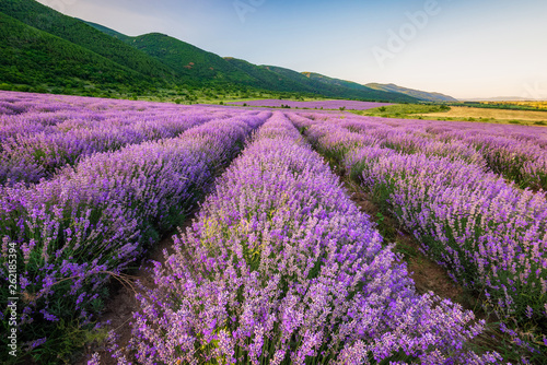 Stunning view with lavender field before sunset