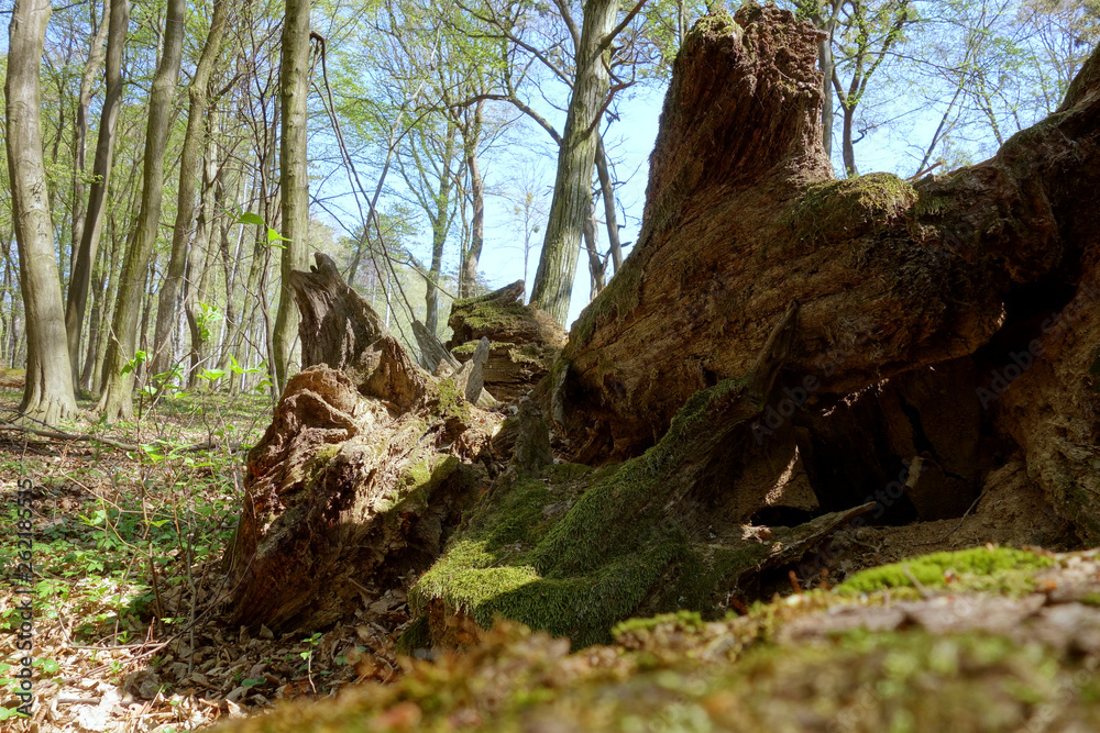 Obraz premium Fallen old tree in untouched forest