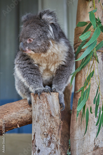 The beautiful Australian animals that are being taken care of by the volunteers of Humbug Scrub Wildlife Sanctuary photo