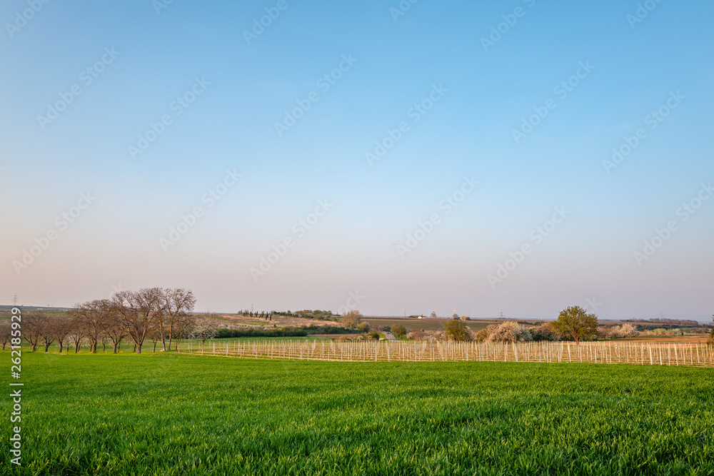 rural landscape with vineyard and blue sky