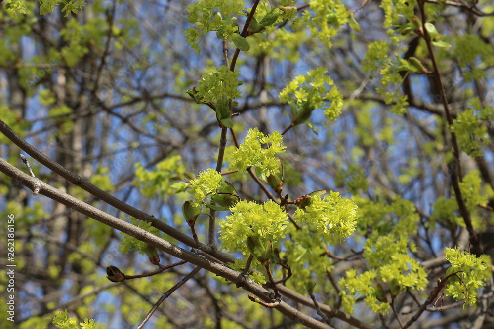 Maple blooms bright yellow flowers in spring Maple blooms bright yellow flowers in spring