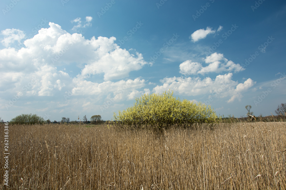High dry grass, yellow blooming bush and white clouds on blue sky High dry grass, yellow blooming bush and white clouds on blue sky