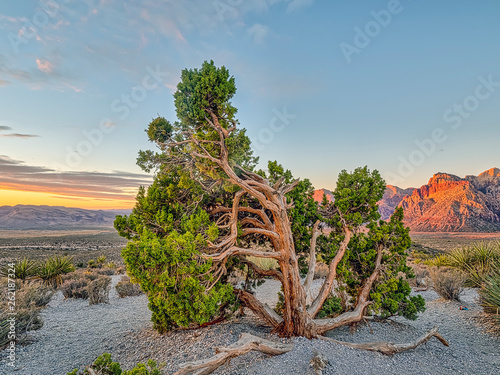 Red Rock Canyon,Nevada © John Anderson